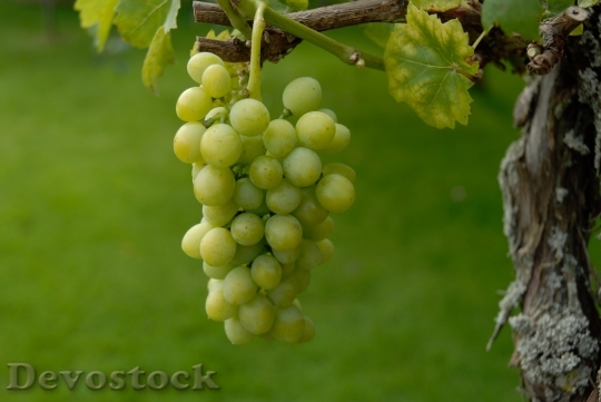 Devostock Green Wine Ripe Harvest