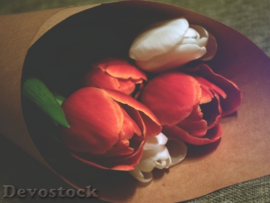 Devostock Group White Red Tulips