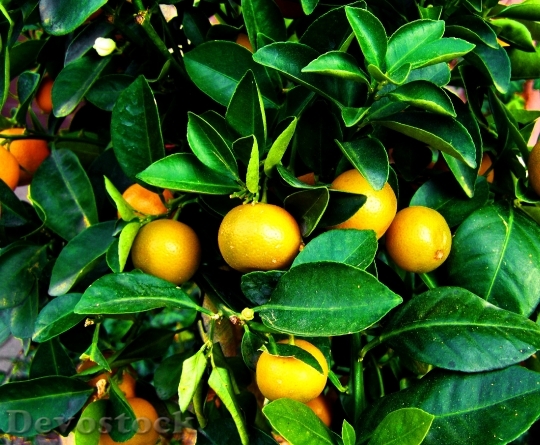 Devostock Growing Mandarine Fruit Tree
