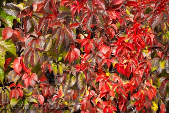 Devostock Grown Leaves Red Autumn