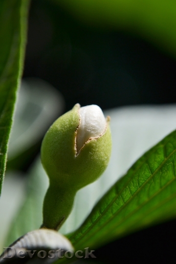 Devostock Guava Flower Bud Fruit