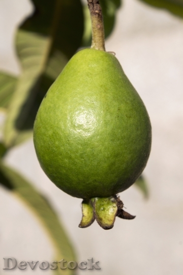 Devostock Guava Fruit Green Nature