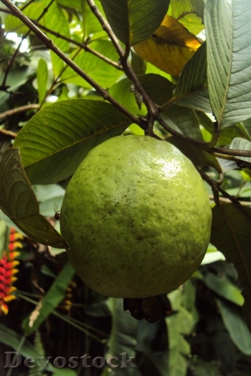 Devostock Guava Fruit Guava Fruit