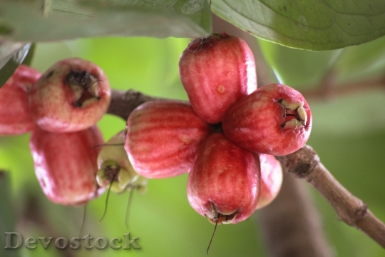 Devostock Guava Fruit Red 231616