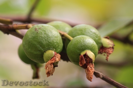 Devostock Guava Green Fruit Branch