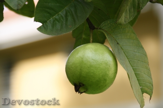 Devostock Guava Green Fruits Edible