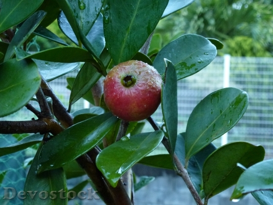 Devostock Guava Red Fruit Tropical