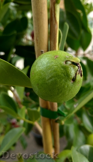 Devostock Guava Tropical Plant Tree
