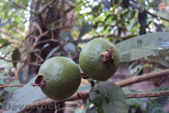 Devostock Guava Unripe Fruit Green