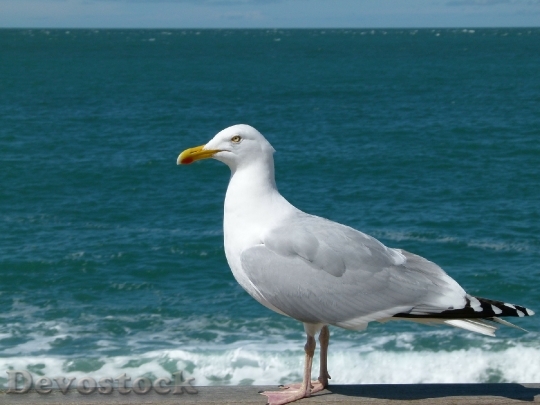 Devostock Gulls Are Birds In
