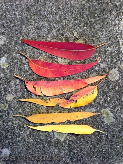 Devostock Gum Leaves Leaves Leaf
