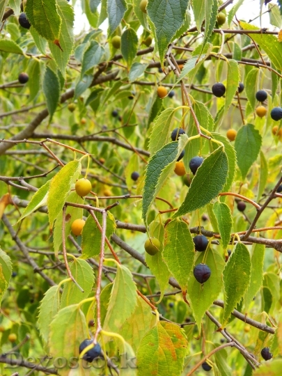 Devostock Hackberry Fruit Tree Lledoner