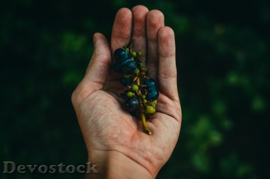Devostock Hand Plant Fruits Grapes