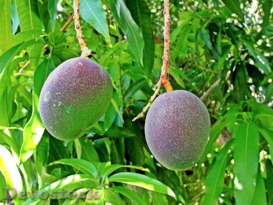 Devostock Handles Tropical Fruit Green