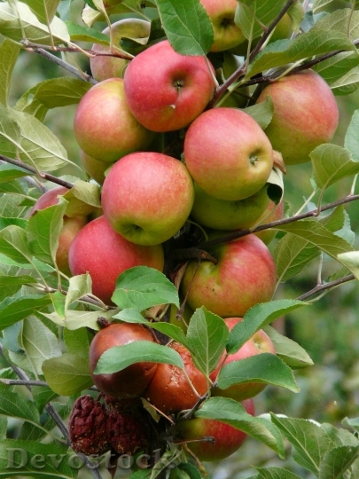 Devostock Harvest Apple Ripe Red