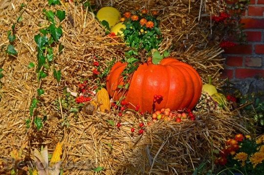 Devostock Harvest Harvest Festival Pumpkin