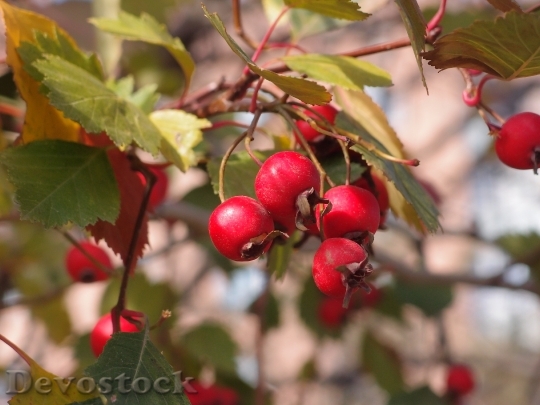 Devostock Hawthorn Plant Berry Nature