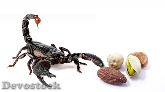 Devostock Hazelnuts Scorpio Food Danger