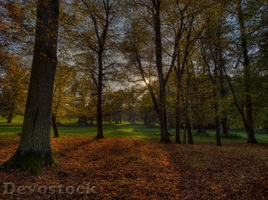 Devostock Herbsstimmung Autumn Forest Leaves