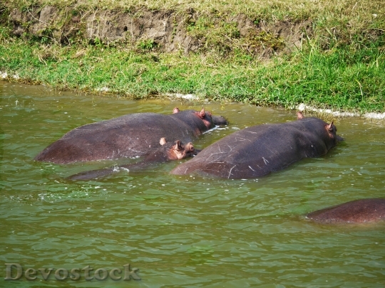 Devostock Hippos Watering Hole Animals