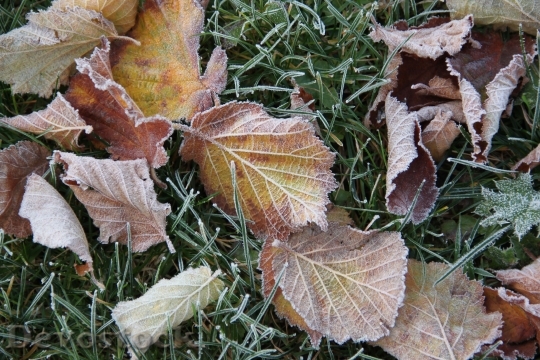 Devostock Hoarfrost Frost Ripe Leaves