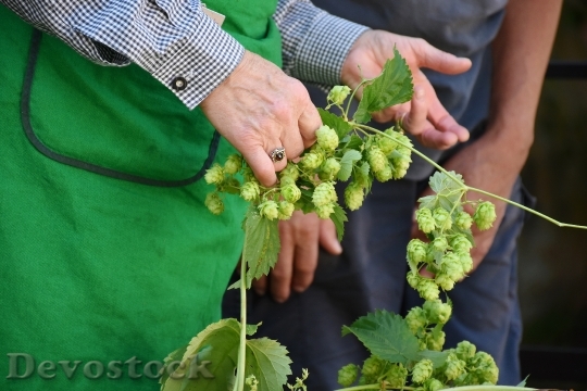 Devostock Hop Harvest Hop Vines 0