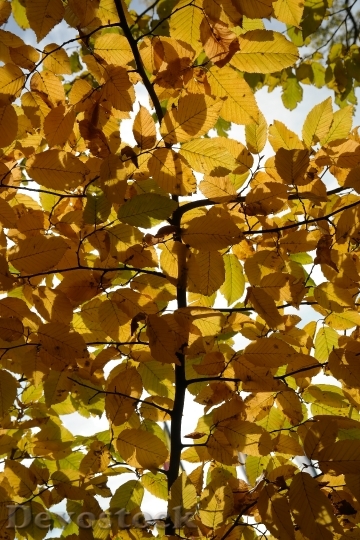 Devostock Hornbeam Tree Autumn Leaves 0
