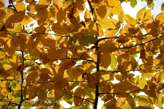 Devostock Hornbeam Tree Autumn Leaves 1