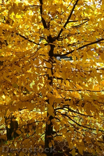 Devostock Hornbeam Tree Autumn Leaves 2