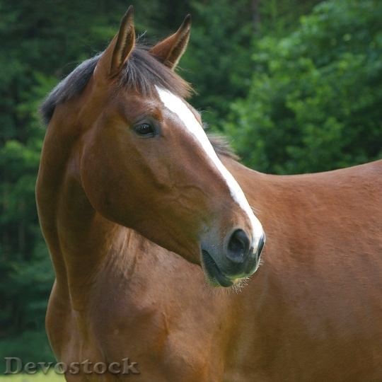 Devostock Horse Animal Domestic Solipeds 0