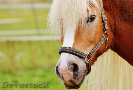 Devostock Horse Animal Ride Reiterhof 11