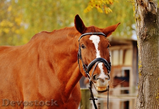 Devostock Horse Animal Ride Reiterhof 14