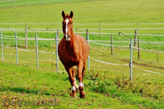 Devostock Horse Animal Ride Reiterhof 22