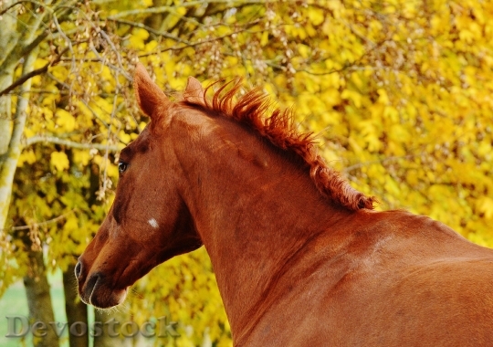Devostock Horse Animal Ride Reiterhof 23