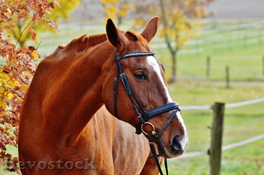 Devostock Horse Animal Ride Reiterhof 56