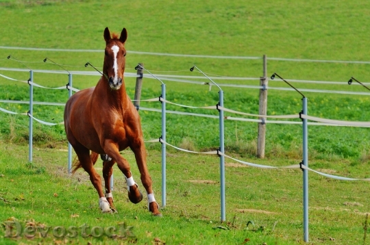 Devostock Horse Animal Ride Reiterhof 64