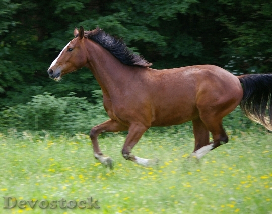 Devostock Horse Gallop Animal 66339