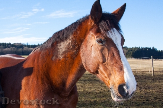 Devostock Horses Animals Domestic Solipeds 0