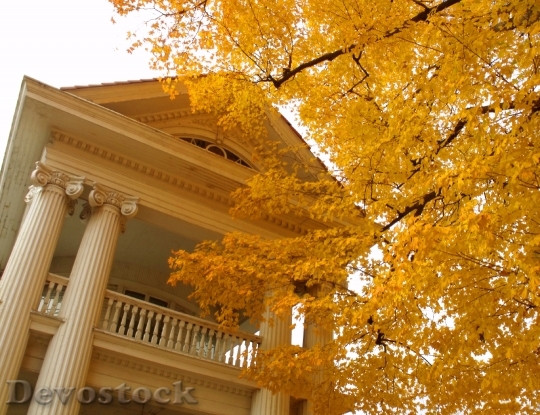 Devostock House White Autumn Yellow