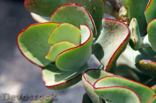 Devostock Houseleek Succulent Leaves Color