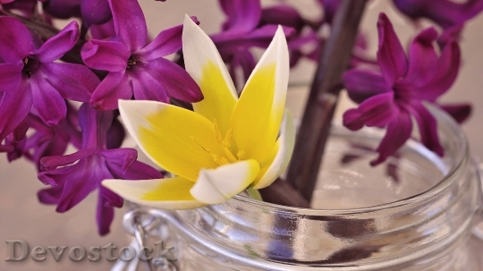 Devostock Hyacinth Flower Spring Flower 4
