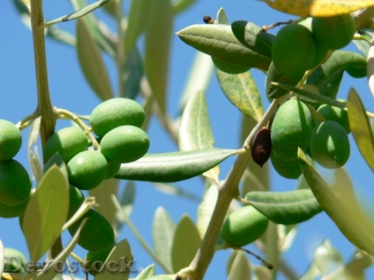 Devostock Immature Green Olives
