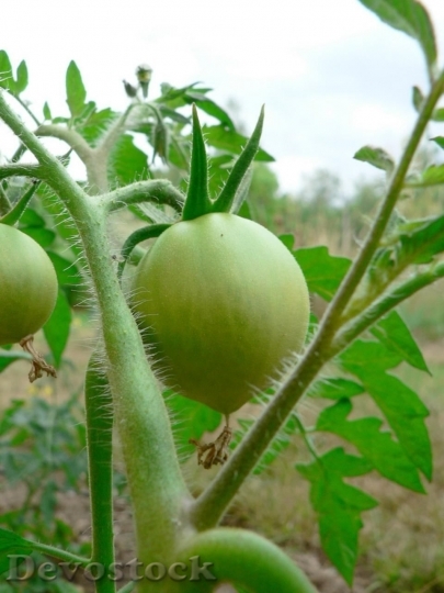 Devostock Immature Green Tomato