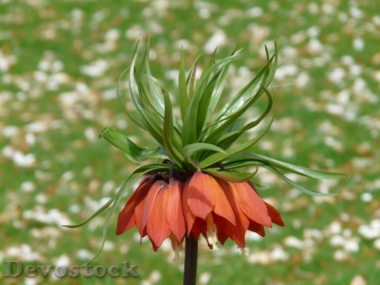 Devostock Imperial Crown Fritillaria Imperialis 3