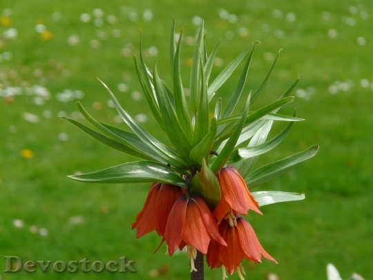 Devostock Imperial Crown Fritillaria Imperialis 5