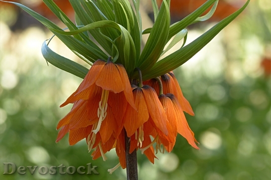 Devostock Imperial Crown Lily Family 1