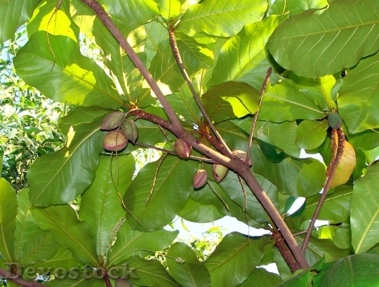Devostock Indian Almond Fruits 289181