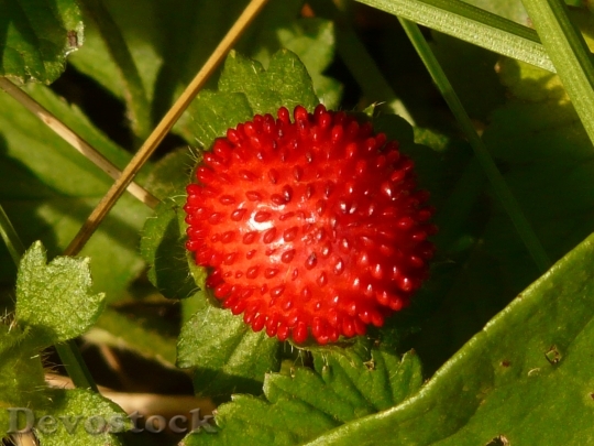 Devostock Indian Translucent Strawberry 9168