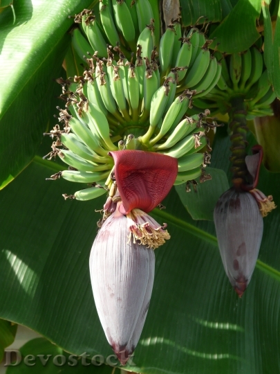 Devostock Inflorescences Banana Trees Bananas