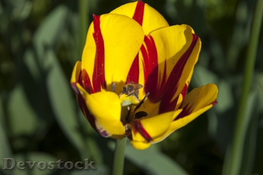 Devostock Insects Flower Bee Nature